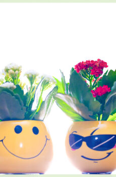 Kalanchoe kalanchoe có hoa cây mọng nước nhỏ