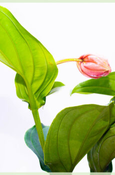 Medinilla magnifica (Puawai puna), hoko haea me te tiaki