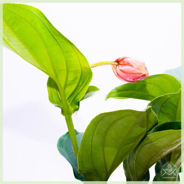 Medinilla magnifica (permetező virág), vásároljon dugványokat és gondoskodjon