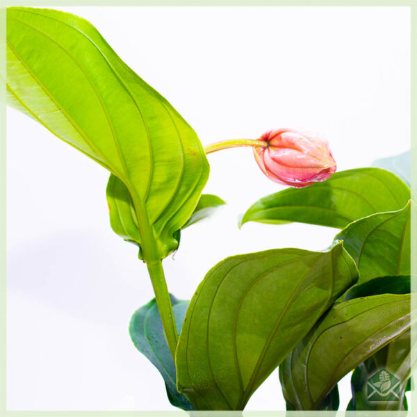 Medinilla magnifica (Trosbloem) kopen, stekken en verzorgen