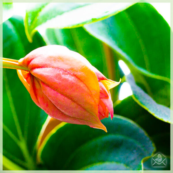 Medinilla magnifica (Kembang Spring), mésér cuttings sareng perawatan