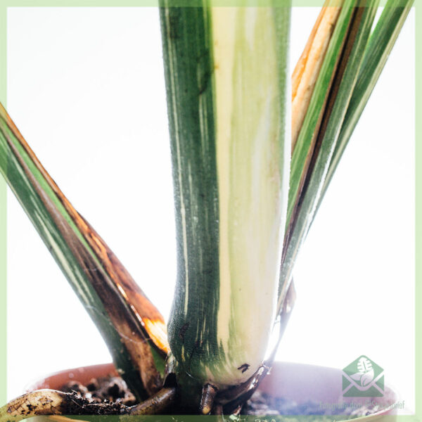 Monstera Thai Constellation kopen en verzorgen