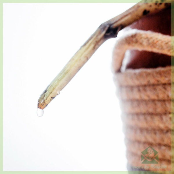 Monstera Thai Constellation kopen en verzorgen