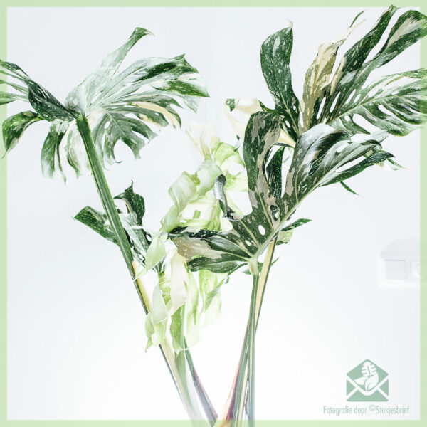 Monstera Thai Constellation kopen en verzorgen