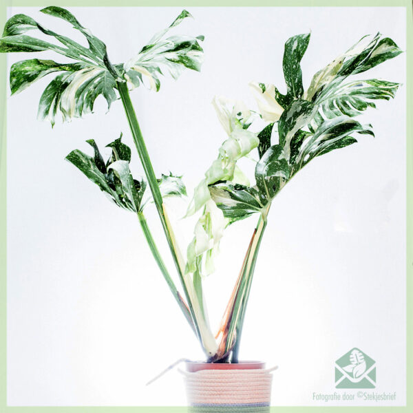 Monstera Thai Constellation kopen en verzorgen