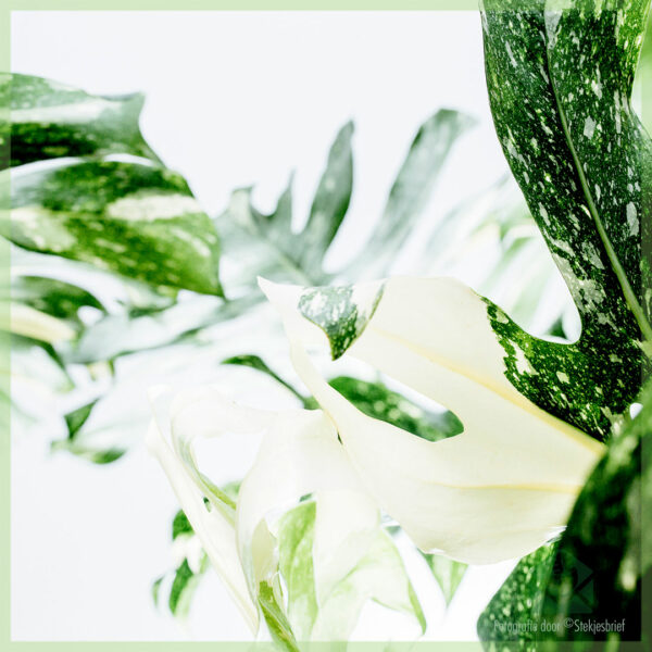 Monstera Thai Constellation kopen en verzorgen