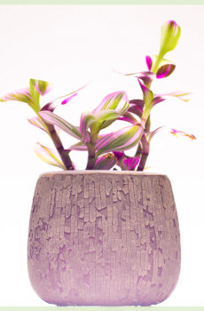 קנה חיתוך שורשי Tradescantia albiflora Nanouk