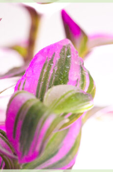 Kaaft Tradescantia albiflora Nanouk verwuerzelt Ausschneiden