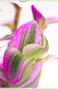 Tradescantia albiflora Nanouk geworteld stekje kopen