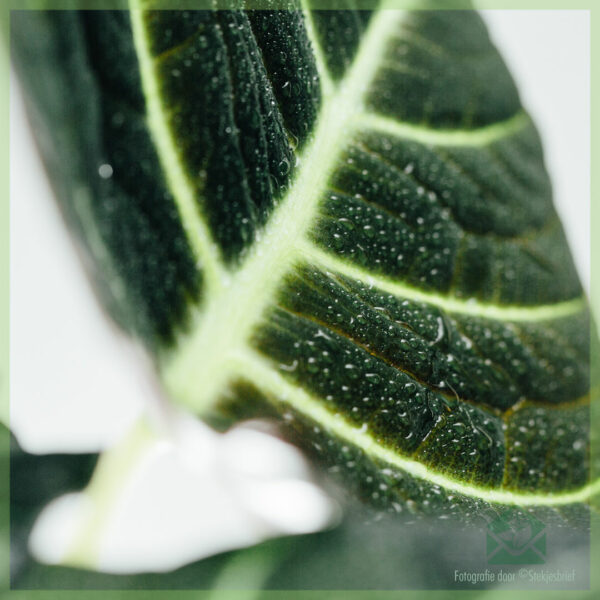 Купете саксия Alocasia Dark Velvet 13см