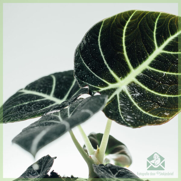 Купіць гаршчок Alocasia Dark Velvet 13 см