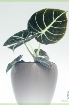 Ceannaich poit Alocasia Dark Velvet 13 cm