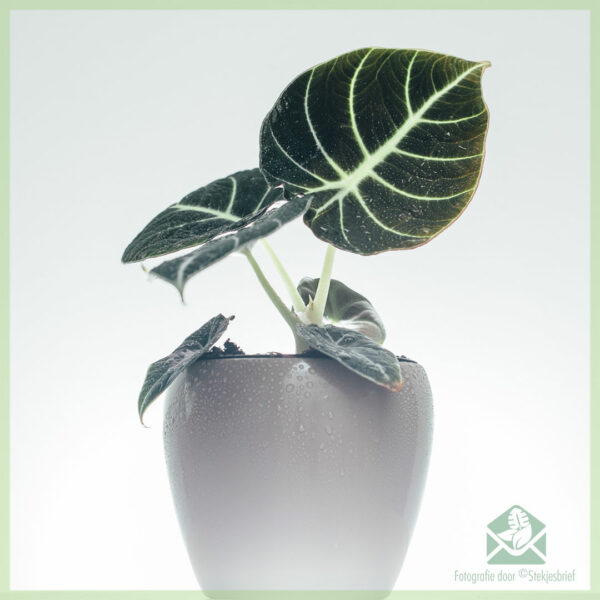 Купіць гаршчок Alocasia Dark Velvet 13 см