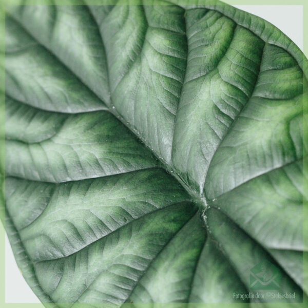 Kirîn û lênihêrîna Alocasia Dragon Scale