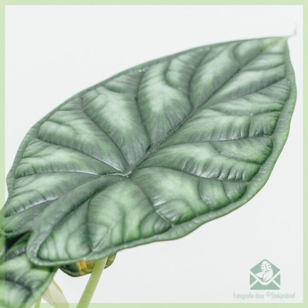 Alocasia Dragon Scale kopen en verzorgen