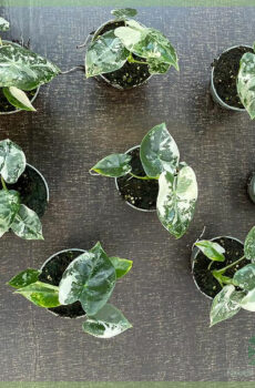 Alocasia frydek variegata خریدیں اور دیکھ بھال کریں۔