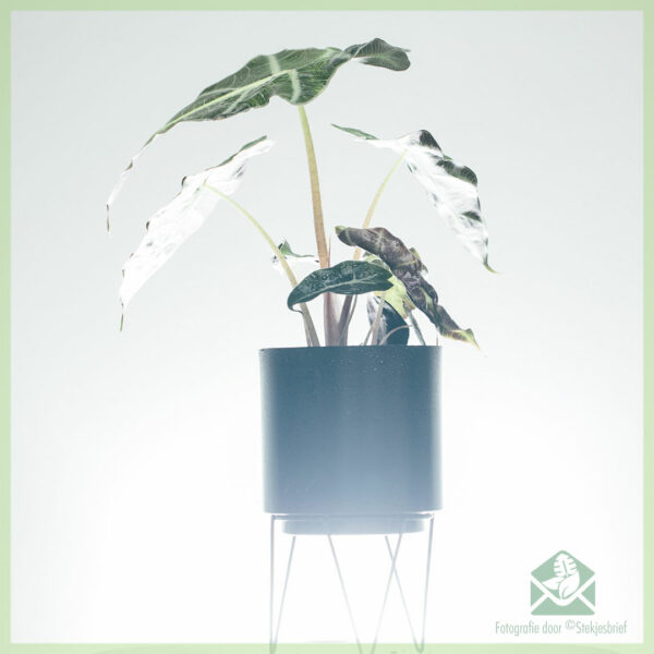 Alocasia x Amazonica pot 13 cm kopen
