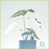 Alocasia x Amazonica pot 13 cm kopen