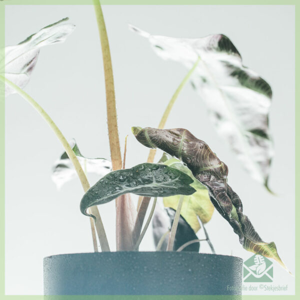 Alocasia x Amazonica pot 13 cm kopen