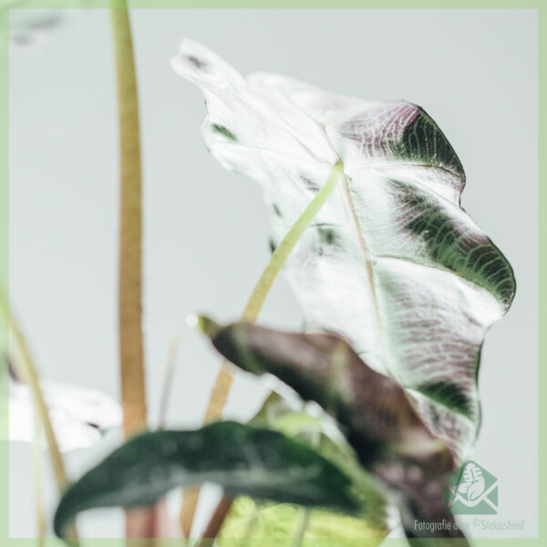 Blini tenxhere Alocasia x Amazonica 13 cm