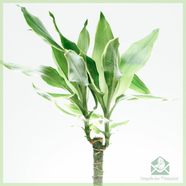 Dracaena fragrans geel blare goue kus