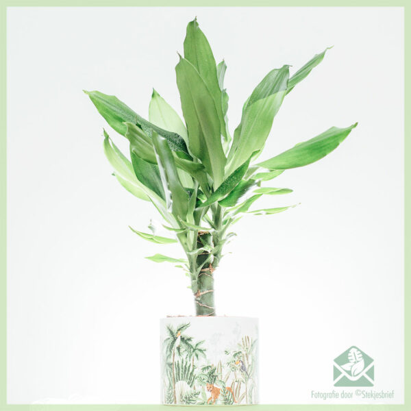 Dracaena fragrans staudneri groen blare