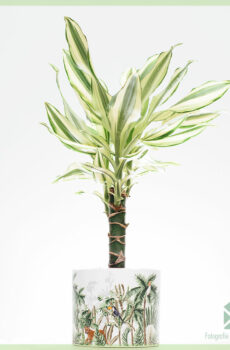 Dracaena fragrans жълти листа жълт бряг