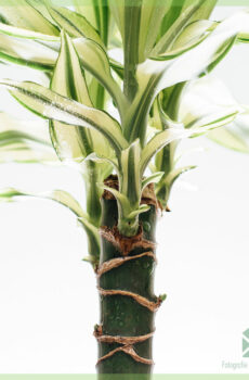 Dracaena fragrans sárga levelek sárga partján