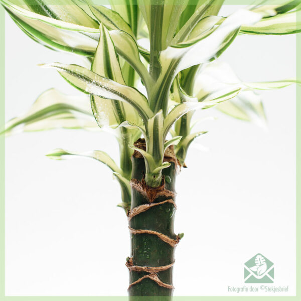 Dracaena fragrans geel blare geel kus