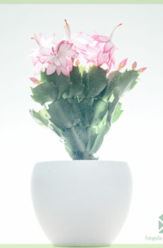 Vásároljon Lidcactus Schlumbergera virágzó Pink Lady-t