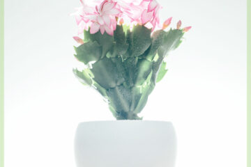 Aĉetu Lidcactus Schlumbergera floranta Pink Lady