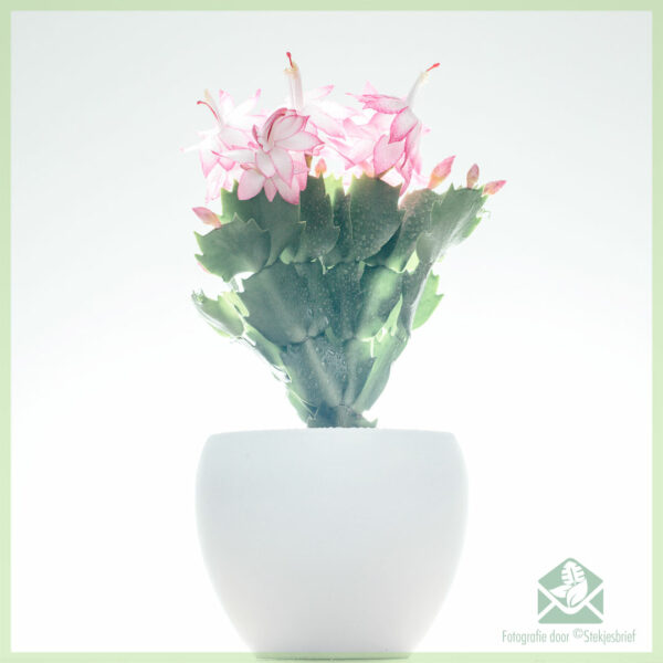 Lidcactus Schlumbergera bloeinde Pink Lady kopen