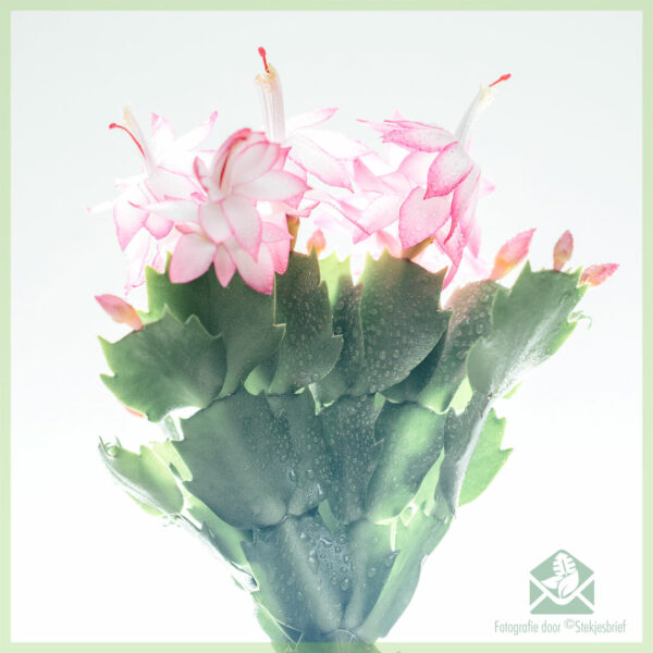 Lidcactus Schlumbergera بلومنگ پنک لیڈی خریدیں۔