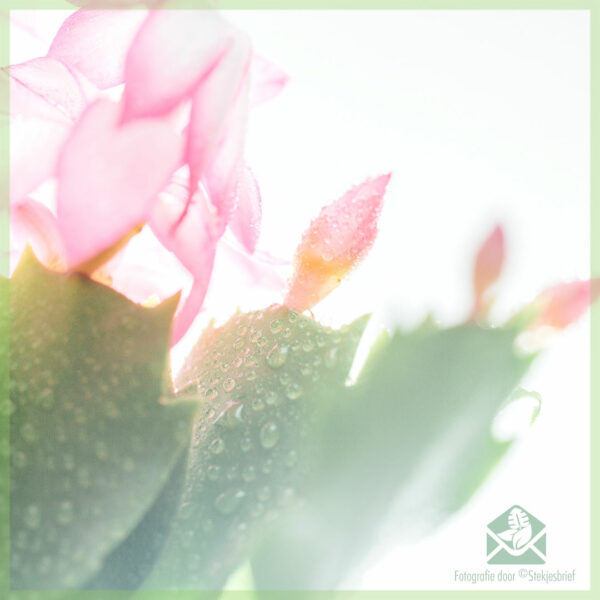 Lidcactus Schlumbergera bloeinde Pink Lady kopen