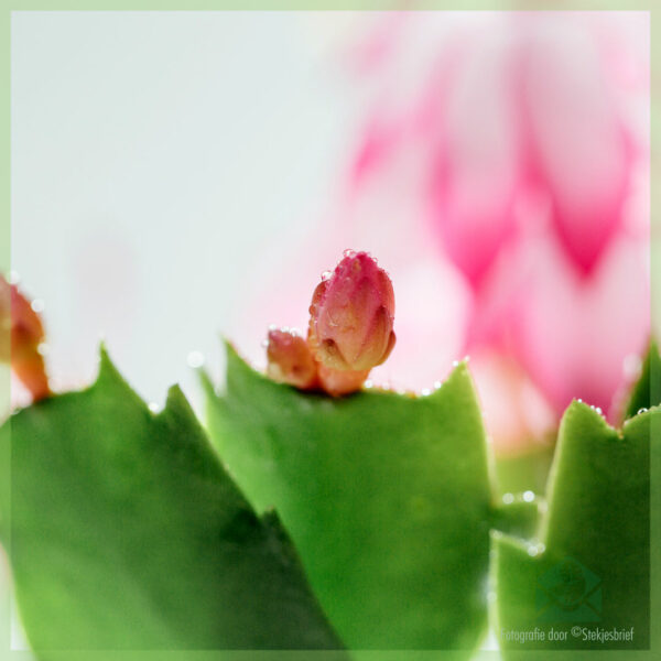 Lidcactus Schlumbergera bloeinde Pink Lady kopen