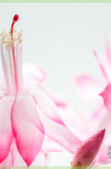Pirkite Lidcactus Schlumbergera blooming Pink Lady