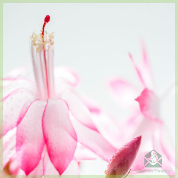 Kupite Lidcactus Schlumbergera blooming Pink Lady