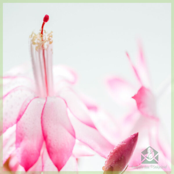 Lidcactus Schlumbergera bloeinde Pink Lady kopen