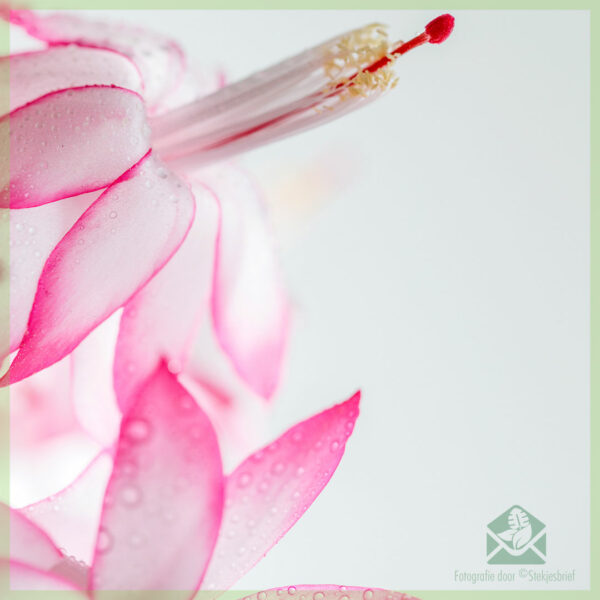 Lidcactus Schlumbergera bloeinde Pink Lady kopen