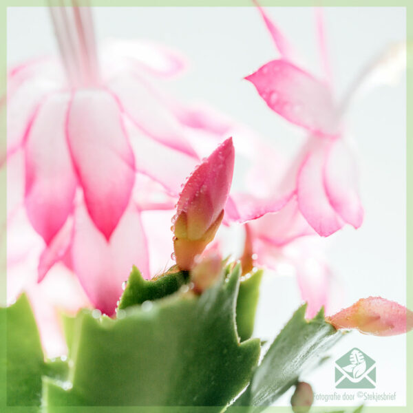 Lidcactus Schlumbergera blooming Pink Lady bikirin