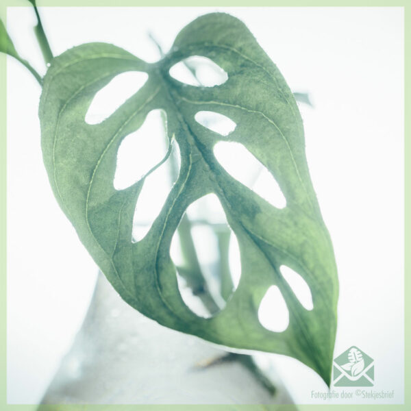 Monstera adansonii variegata сечи за глава без корен купи