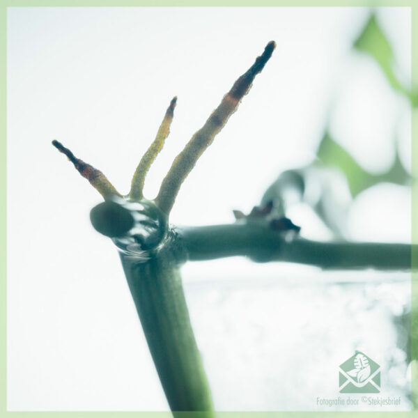 Monstera adansonii variegata unrooted head cuttings buy