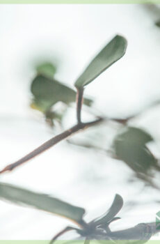 Kirîn û lênihêrîna Muehlenbeckia Calocephalus Twin