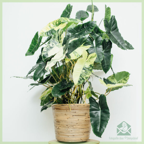 Aĉetu Philodendron Burle Marx Variegata