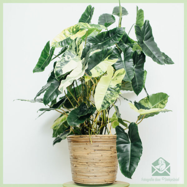Philodendron Burle Marx Variegata kopen