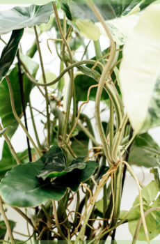 Купете Philodendron Burle Marx Variegata