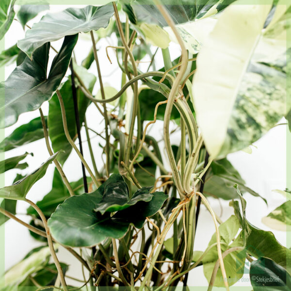 Buy Philodendron Burle Marx Variegata