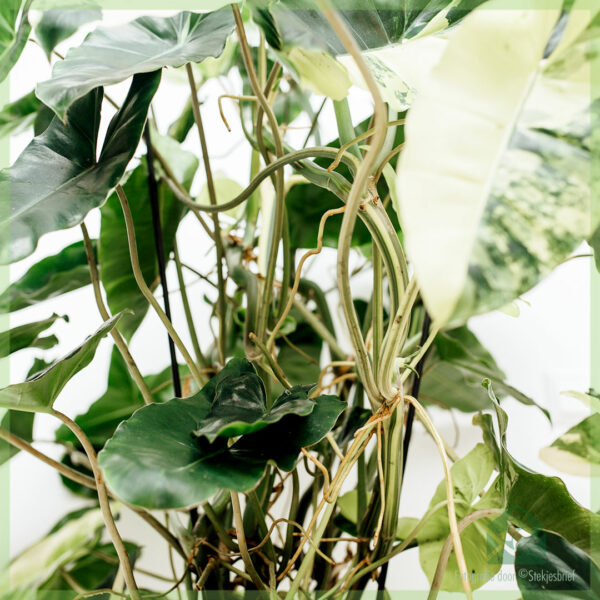 Køb Philodendron Burle Marx Variegata