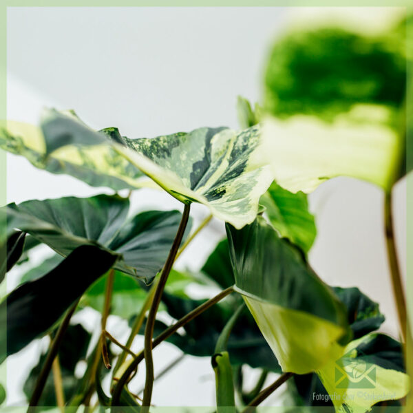 Køb Philodendron Burle Marx Variegata