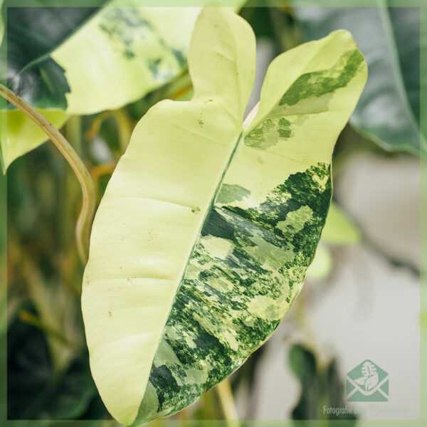 Iibso Philodendron Burle Marx Variegata